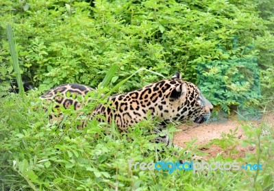 Jaguar Stock Photo