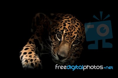 Jaguar ( Panthera Onca )in The Dark Stock Photo