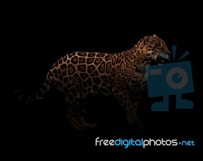 Jaguar ( Panthera Onca ) In The Dark Stock Photo