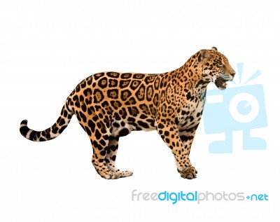 Jaguar ( Panthera Onca ) Isolated Stock Photo