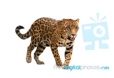 Jaguar ( Panthera Onca ) Isolated Stock Photo