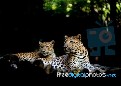 Jajuar Resting On Timber Stock Photo