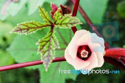 Jamaica Sorrel Flower Stock Photo