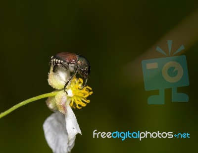 Japanese Beetle Stock Photo