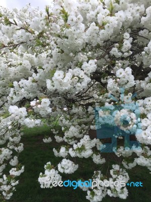 Japanese Blossom Tree Stock Photo