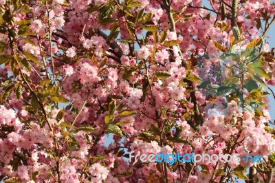 Japanese Cherry Blossom Stock Photo