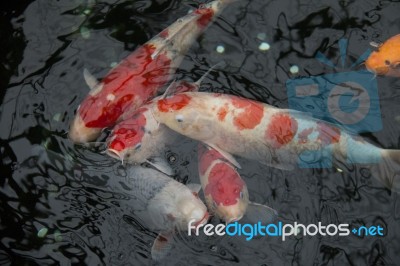 Japanese Fish Carp Koi Swimming Stock Photo