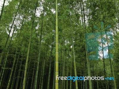 Japanese Fresh Green Bamboo Stock Photo