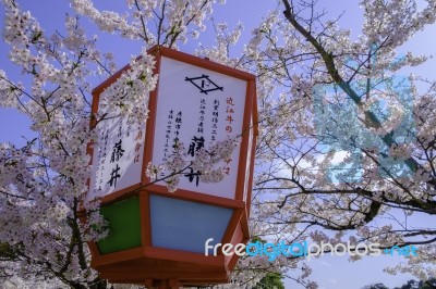 Japanese Lantern In Sakura Festival Stock Photo