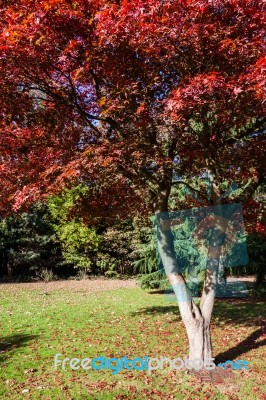 Japanese Maple (acer Palmatum) Growing In East Grinstead Stock Photo