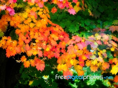 Japanese Maple (acer Palmatum) In Autumn Colours Stock Photo