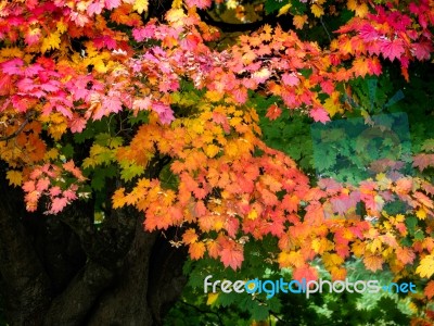 Japanese Maple (acer Palmatum) In Autumn Colours Stock Photo