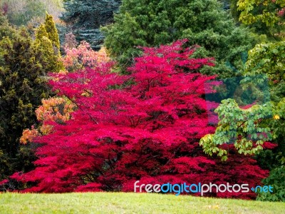 Japanese Maple (acer Palmatum) In Autumn Colours Stock Photo