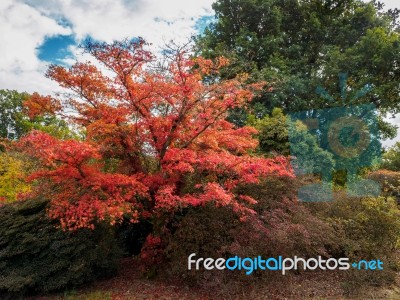 Japanese Maple (acer Palmatum) In Autumn Colours Stock Photo