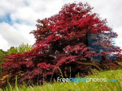 Japanese Maple (acer Palmatum) In Autumn Colours Stock Photo