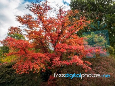 Japanese Maple (acer Palmatum) In Autumn Colours Stock Photo