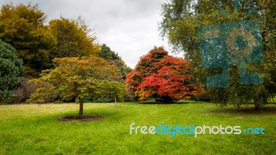 Japanese Maple (acer Palmatum) In Autumn Colours Stock Photo