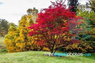 Japanese Maple (acer Palmatum) In Autumn Colours Stock Photo