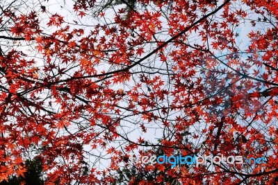 Japanese Maple Leaves Stock Photo