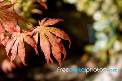 Japanese Red Maple Leaves. Autumn Fall Season Color Stock Photo