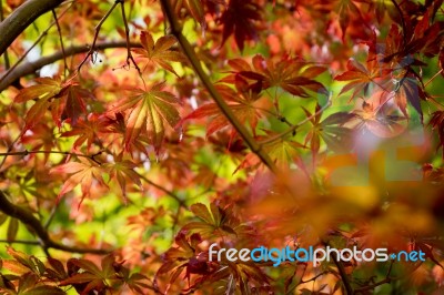 Japanese Red Maple Leaves. Autumn Fall Season Color Stock Photo