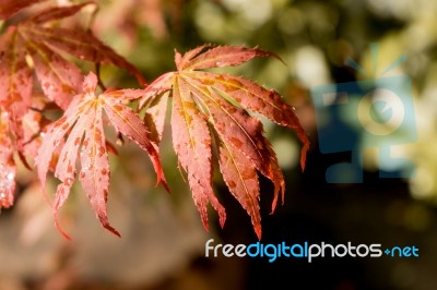 Japanese Red Maple Leaves. Autumn Fall Season Color Stock Photo