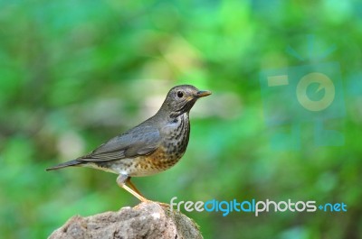 Japanese Thrush Bird Stock Photo