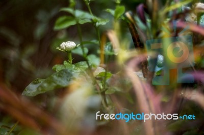 Jasmine Stock Photo