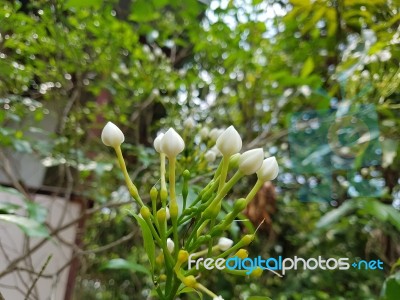 Jasmine Bud Stock Photo