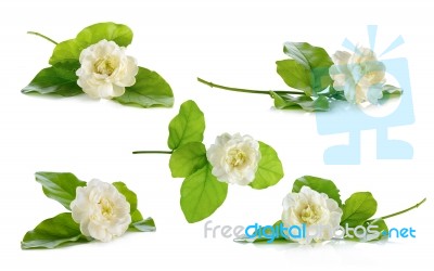 Jasmine Flower Isolated On The White Background Stock Photo