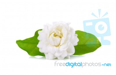 Jasmine Flower Isolated On White Background Stock Photo