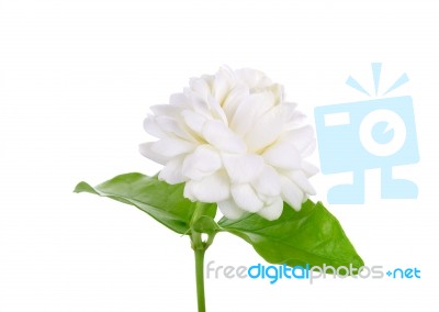 Jasmine Flower Isolated On White Background Stock Photo