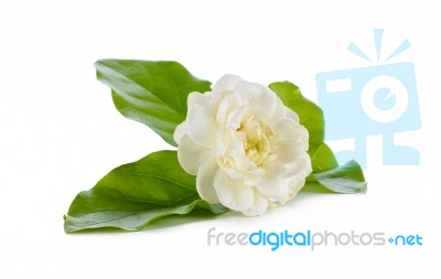 Jasmine Flower Isolated On White Background Stock Photo