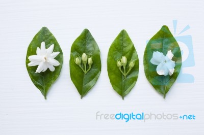 Jasmine  Flower On White Background Stock Photo