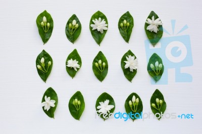 Jasmine  Flower With Leaves On White Stock Photo