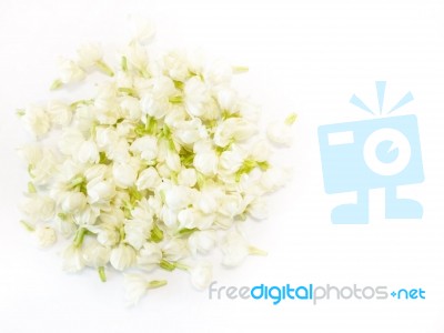 Jasmine Flowers Stock Photo