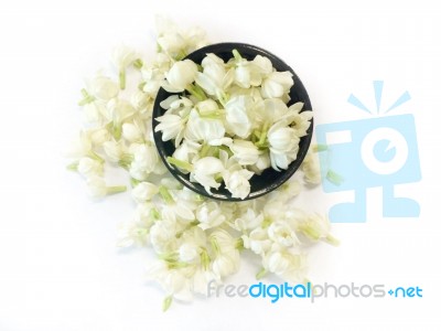 Jasmine Flowers On White Background Stock Photo