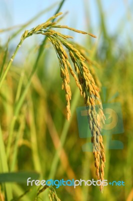 Jasmine Rice Ear Stock Photo