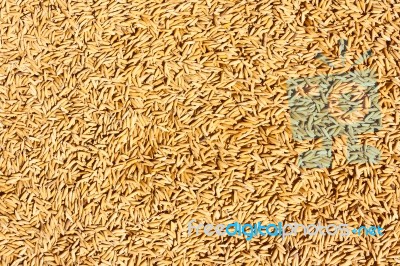 Jasmine Rice Seed Texture Stock Photo