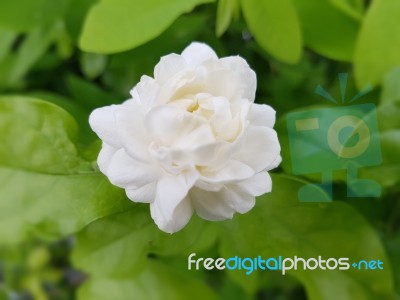 Jasminum Sambac Jasmine Stock Photo