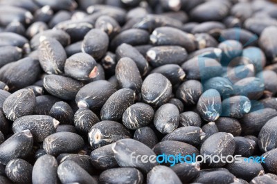 Jatropha Curcas Seeds Stock Photo