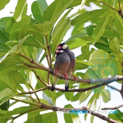 Java Sparrow Stock Photo