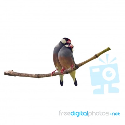 Java Sparrow Stock Photo