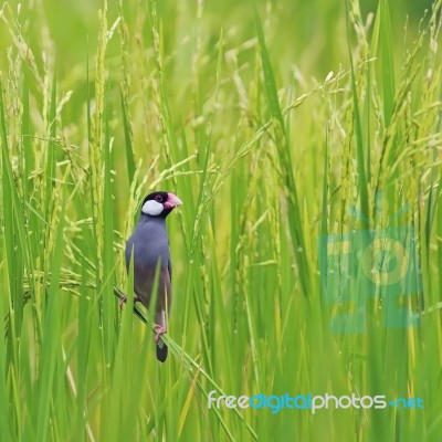 Java Sparrow Stock Photo