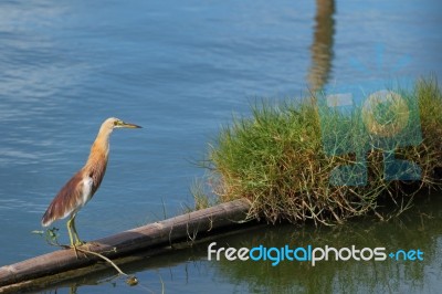 Javan Pond-heron Stock Photo