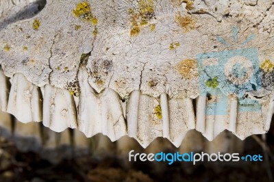 Jaw With Teeth Of Sheep Stock Photo