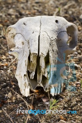 Jaw With Teeth Of Sheep Stock Photo