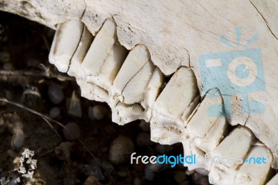 Jaw With Teeth Of Sheep Stock Photo