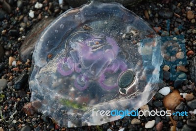 Jellyfish Stock Photo