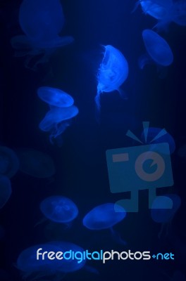 Jellyfish Stock Photo